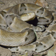 Brazilian caissaca, a snake with a particularly painful venom.